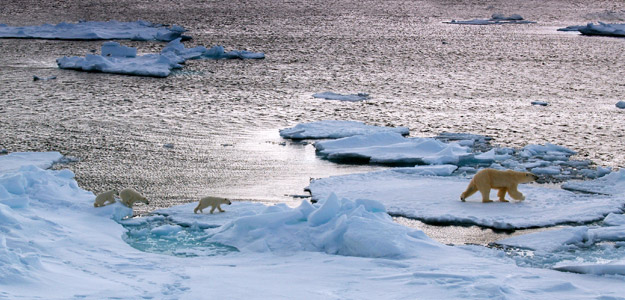 Norwegian Fjords and Polar Bears