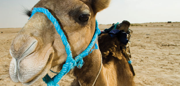 A Taste of Arabia