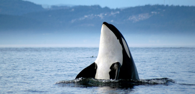 Ncwv_banner_canada_wildlife_orca
