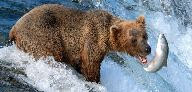 Nuae-grizzly-bear