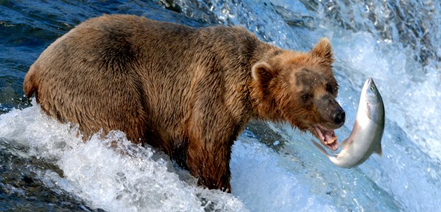 Alaska Wildlife Adventure