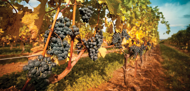 National Parks and Napa Valley