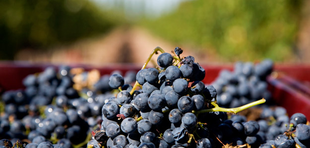 Mendoza Wine Festival