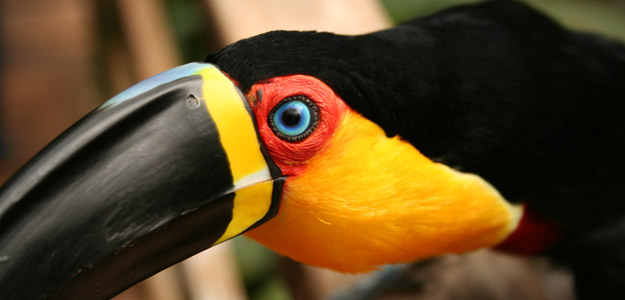 Black-beaked Toucan.