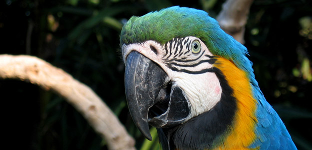 Amazon Village Lodge - 4 days