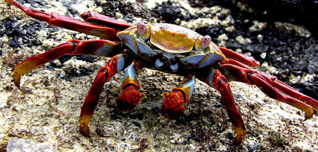 Segl_banner_peru_wildlife_crab_on_shore