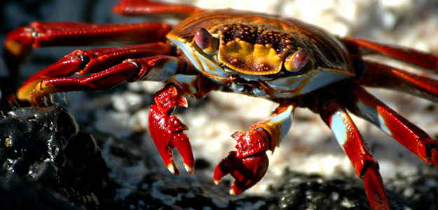 Up close with a Crab during a Galapagos Cruise in South America