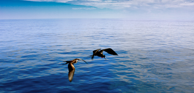 Galapagos-birds