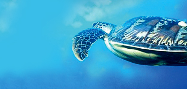 Swimming with a giant turtle