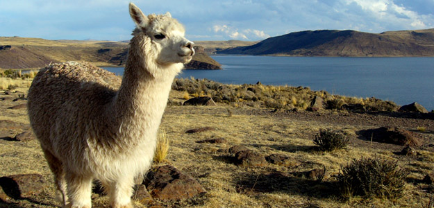 A Llama looks out over the expanses of Peru