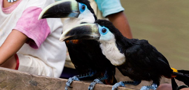 Paa_banner_peru_amazon_wildlife_toucans