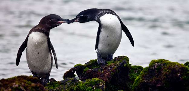 Galapagos & Andean Discovery