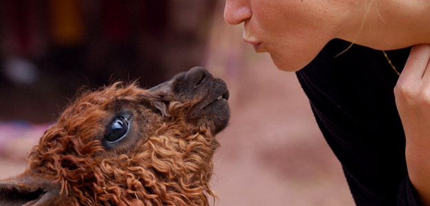 Sms_banner_peru_people_kissing_an_alpaca