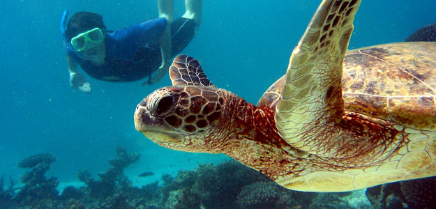 Sps06q_banner_peru_activity_diving_with_turtle