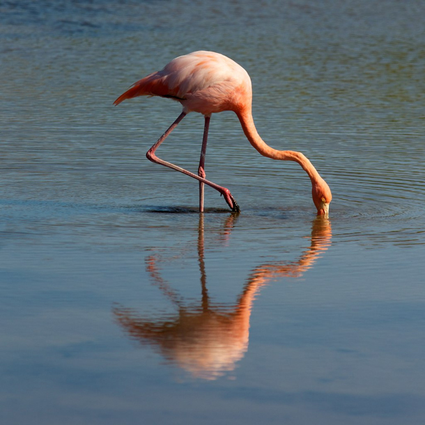 Flamingo in the Galapagos Island - Photo by Andi
