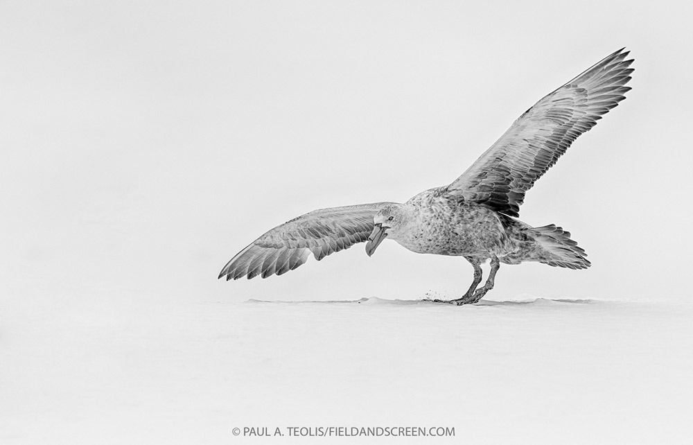 Giant petrel of Cecelia Island.