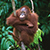 Malaysia/Borneo
