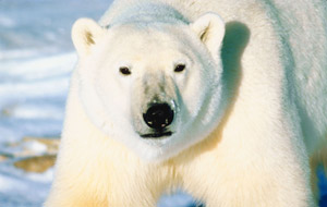 Spitsbergen