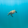 Galapagos Islands