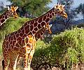 Nairobi to Zanzibar Adventure