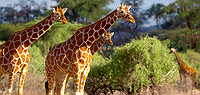 Nairobi to Zanzibar Adventure