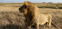 Ultimate Africa