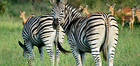 Kruger and Swaziland Express