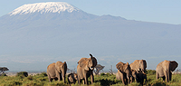 Mt. Kilimanjaro Group Trek - Marangu Route