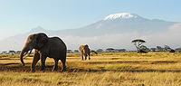 Mt. Kilimanjaro Group Trek - Rongai Route