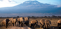 Mt. Kilimanjaro Private Trek - Shira Route