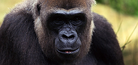 Uganda & Gorillas Overland