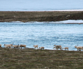 Canadian Arctic Experience