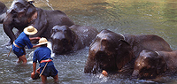 Northern Thailand & Koh Phi Phi Sailing Adventure