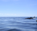 Quebec Active Escape
