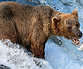Alaska Wildlife Escape