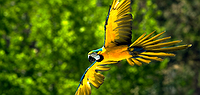Amazon To The Andes & Galapagos, South Islands