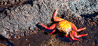 Voyage Galapagos - 7 Day, g1, South Islands
