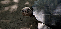 Galapagos Isabela Island Package