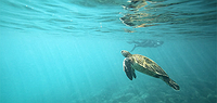 Comfort Galapagos - 6 Day, g4, East Islands