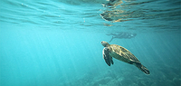 Deluxe Galapagos - 6 Day, g6, North Islands