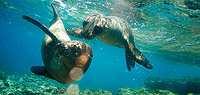 Comfort Galapagos - 7 Day, g4, East Islands