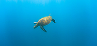 Voyage Galapagos - 7 Day, g3, Central Islands