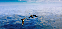 Comfort Galapagos - 10 Day, g4, Northeastern Islands