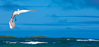 Comfort Galapagos - 10 Day, g4, Northeastern Islands