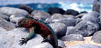 Deluxe Galapagos - 10 Day, g6, Southern Islands