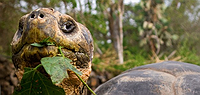 Galapagos on a Shoestring