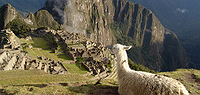 Inca Discovery