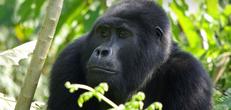 Gorilla Trek Independent Adventure