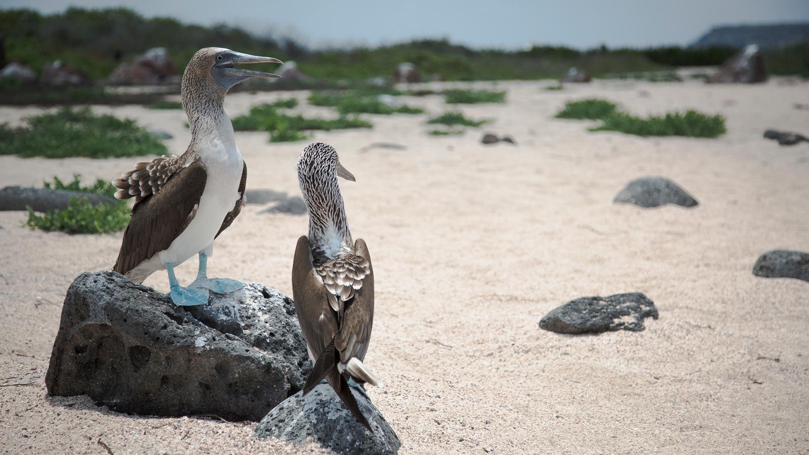 Ecuador Beaches & Coastal Adventure