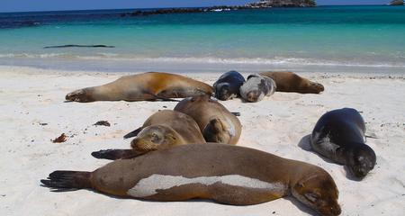 Galápagos — West & Central Islands aboard the Eden